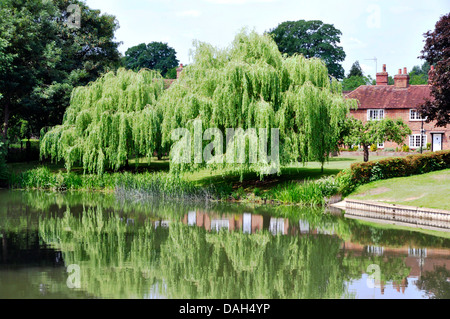 Berks - Sonning on Thames - Vista di salici - cottages vicino - riflessioni in vetro superficie liscia del fiume - giorno di estate Foto Stock