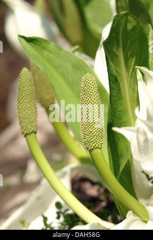 Cavolo bianco, enorme Spathe bianco (Lysichiton camtschatcensis), giovani infructescences Foto Stock