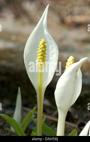 Cavolo bianco, enorme Spathe bianco (Lysichiton camtschatcensis), fioritura Foto Stock