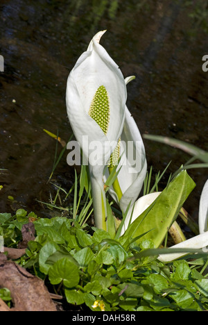 Cavolo bianco, enorme Spathe bianco (Lysichiton camtschatcensis), fioritura Foto Stock