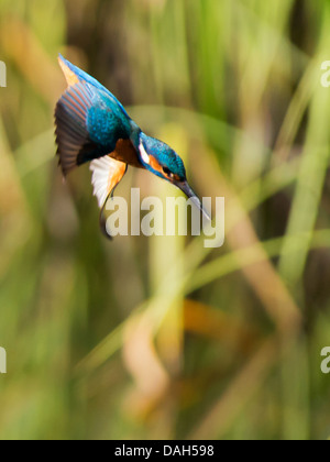 Comune maschio Kingfisher (Alcedo atthis) immersioni per i pesci Foto Stock