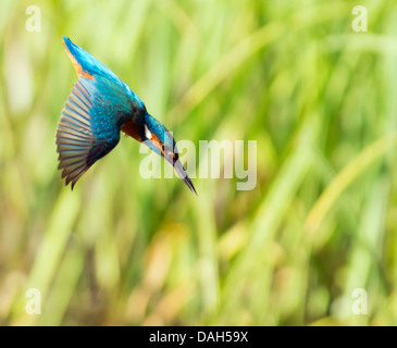 Comune maschio Kingfisher (Alcedo atthis) immersioni per i pesci Foto Stock