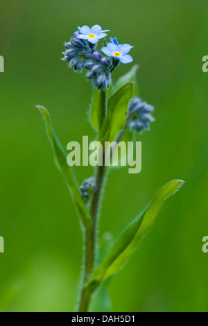 Dimenticare alpino-me-non (Myosotis alpestris), fioritura, Svizzera Foto Stock