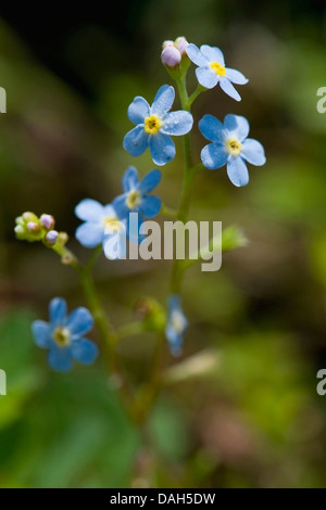 Dimenticare di acqua-me-non (Myosotis palustris, Myosotis scorpioides), fioritura, Germania Foto Stock