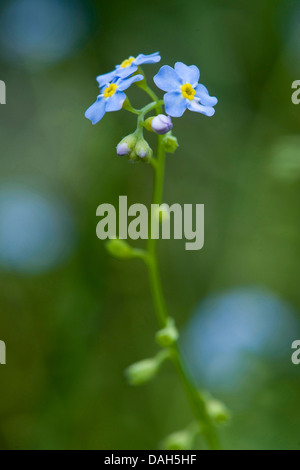 Dimenticare di acqua-me-non (Myosotis palustris, Myosotis scorpioides), fioritura, Germania Foto Stock