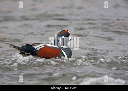 Arlecchino anatra (Histrionicus histrionicus), maschio nuotare sul fiume Laxa, Islanda Foto Stock