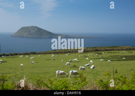 Isola di Bardsey Ynys Enlli pecore in primo piano Penisola di Llŷn Gwynedd North Wales UK Foto Stock