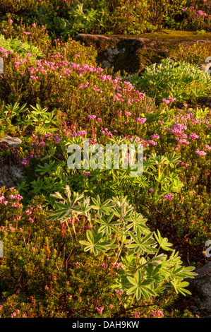 Heather e di lupino lungo la catena laghi - Ptarmigan Ridge Trail, il Monte Baker deserto, Washington. Foto Stock