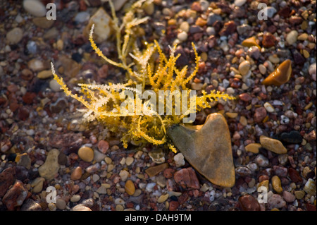 Cuore pietra sagomata con alghe marine sulla riva. Mar Rosso, Egitto Foto Stock