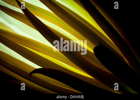 Bianco-fleshed pitahaya, Hylocereus undatus, in un giardino in Penonome, Cocle Affitto provincia, Repubblica di Panama. Foto Stock