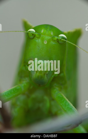 Grillo insetto (grasshopper) in una foresta pluviale vicino a Penonome, Cocle Affitto provincia, Repubblica di Panama. Foto Stock