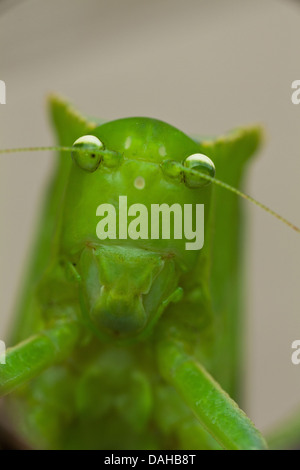 Grillo insetto (grasshopper) in una foresta pluviale vicino a Penonome, Cocle Affitto provincia, Repubblica di Panama. Foto Stock