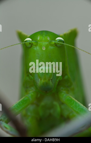 Grillo insetto (grasshopper) in una foresta pluviale vicino a Penonome, Cocle Affitto provincia, Repubblica di Panama. Foto Stock