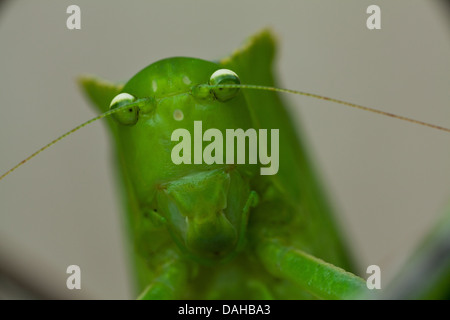 Grillo insetto (grasshopper) in una foresta pluviale vicino a Penonome, Cocle Affitto provincia, Repubblica di Panama. Foto Stock