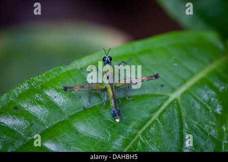 Strano e insetto colorato in Altos de Campana national park, provincia di Panama, Repubblica di Panama. Foto Stock
