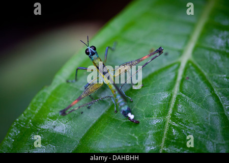 Strano e insetto colorato in Altos de Campana national park, provincia di Panama, Repubblica di Panama. Foto Stock