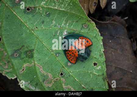 Bellissimo insetto nella foresta pluviale di Altos de Campana National Park, provincia di Panama, Repubblica di Panama. Foto Stock