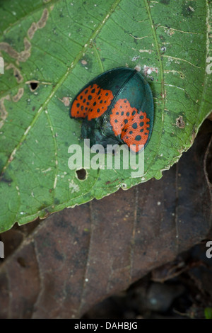 Bellissimo insetto nella foresta pluviale di Altos de Campana National Park, provincia di Panama, Repubblica di Panama. Foto Stock