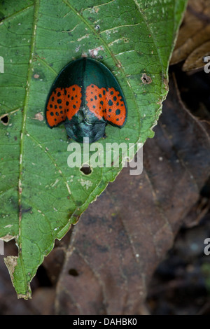 Bellissimo insetto nella foresta pluviale di Altos de Campana National Park, provincia di Panama, Repubblica di Panama. Foto Stock
