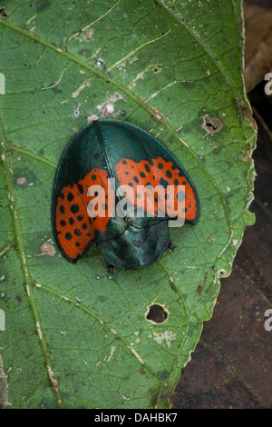 Bellissimo insetto nella foresta pluviale di Altos de Campana National Park, provincia di Panama, Repubblica di Panama. Foto Stock