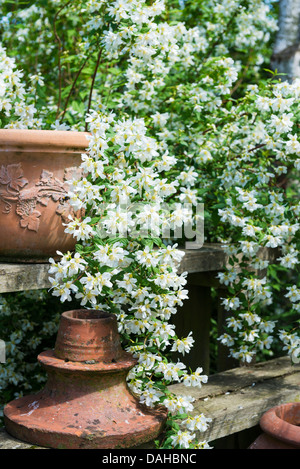 Giardino estivo con Compact Mock Orange Filadelfo 'Belle Etoile' finale rustico su vasi di terracotta. Foto Stock