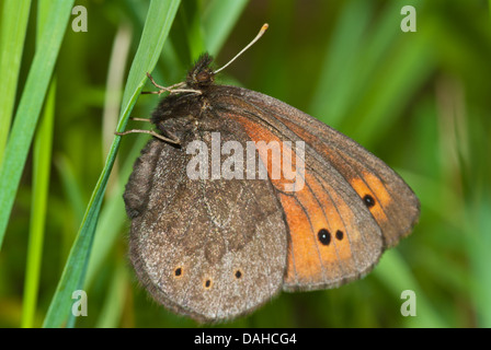 Comune alpina (farfalla Erebia epipsodea) , arroccato su un streamside erba lama, Canmore Alberta Foto Stock