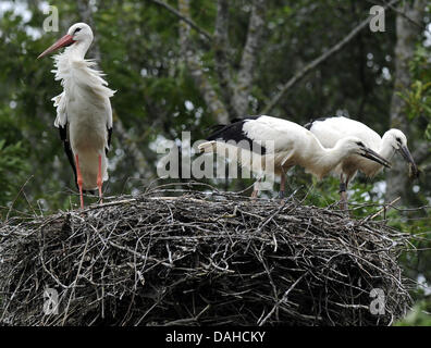 Berna, Germania. 04 Luglio, 2013. Stork famiglie sedersi nel proprio nido di cicogna struttura di cura Wesermarsch vicino a Berna, Germania, 04 luglio 2013. La maggior parte delle cicogne presso la struttura che è stata fondata nel 1992 restare temporaneamente; solo alcuni di loro hanno bisogno di essere prese in considerazione per un periodo di tempo più lungo. Foto: INGO WAGNER/dpa/Alamy Live News Foto Stock