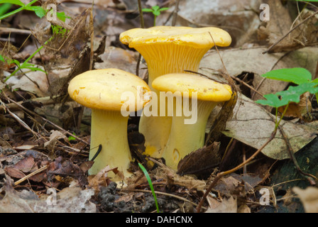 Un trio di giallo (chanterelle Cantharellus cibarius) cresce sul suolo della foresta, Frontenac Parco Provinciale, Ontario Foto Stock