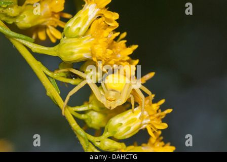 Oro ragno granchio (Misumena vatia) mimetizzata tra fiori di oro (Solidago canadensis), Ontario, Canada Foto Stock