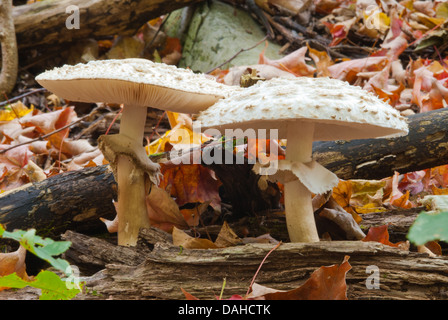 Una coppia di parasol funghi (Marcrolepiota procera) cresce sul suolo della foresta, Charleston Lago Area di Conservazione, Ontario Foto Stock