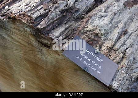 Un Butternut tree (Juglans cinerea), tagliata a causa di batteriosi vascolare, presso i Royal Botanical Gardens (RBG), Burlington, Ontario, Canada. Foto Stock