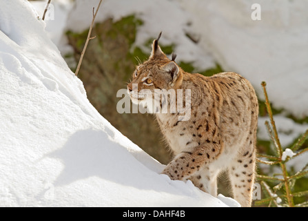 La lince in snow / Lynx lynx Foto Stock