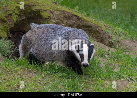 Europea (Badger Meles meles) Foto Stock