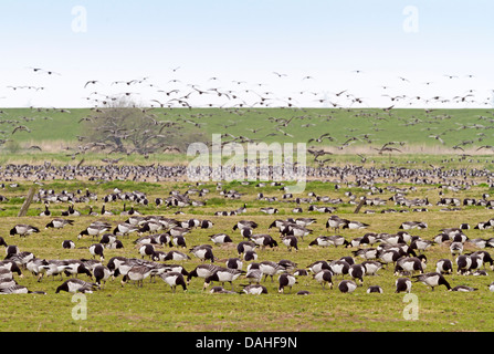 Cirripedi / Branta leucopsis Foto Stock