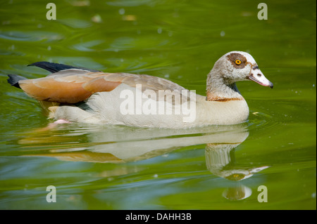 Oca egiziana, alopochen aegyptiacus Foto Stock