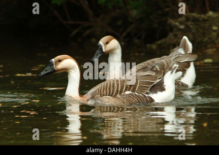 Swan oche, anser cygnoides Foto Stock
