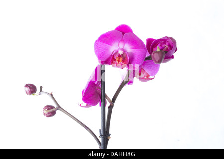 Rosa striato di fiori di orchidea, isolato Foto Stock