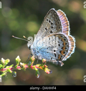 Maschio d'argento europeo costellata Blue Butterfly (Plebejus argus) in posa sul fiore heath Foto Stock