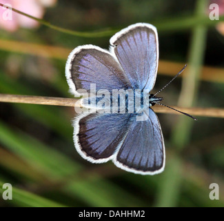 Maschio d'argento europeo costellata Blue Butterfly (Plebejus argus) Foto Stock