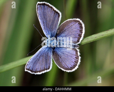 Maschio d'argento europeo costellata Blue Butterfly (Plebejus argus) Foto Stock