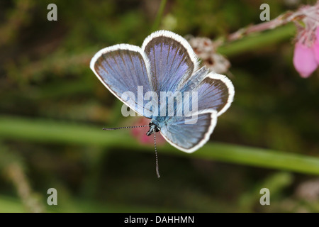 Maschio d'argento europeo costellata Blue Butterfly (Plebejus argus) Foto Stock