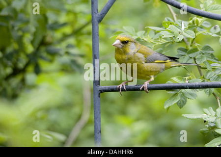 Eurasian verdone, carduelis chloris Foto Stock