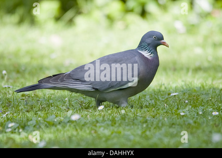 Comune il colombaccio Columba palumbus Foto Stock