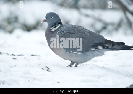 Comune il colombaccio Columba palumbus Foto Stock