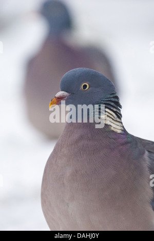 Comune il colombaccio Columba palumbus Foto Stock