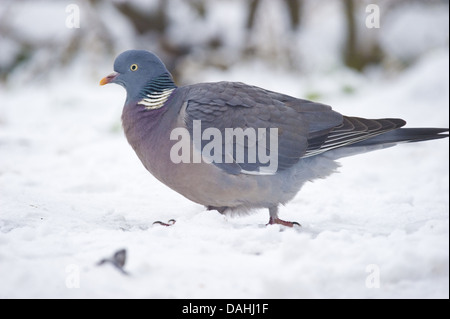 Comune il colombaccio Columba palumbus Foto Stock