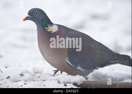 Comune il colombaccio Columba palumbus Foto Stock