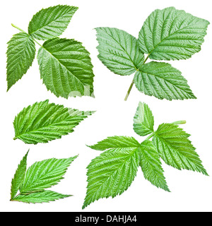 Lamponi lascia isolato su uno sfondo bianco. Foto Stock