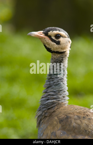 Bianco-panciuto bustard, eupodotis senegalensis Foto Stock