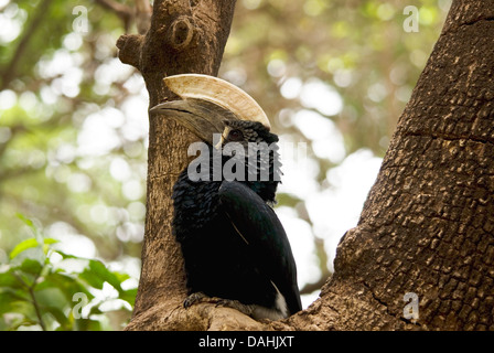 Silver-Cheeked Hornbill (close up) Foto Stock